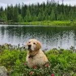 Cooper