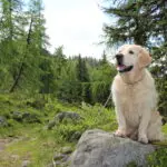 Cooper!