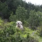 Cooper