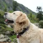 Cooper