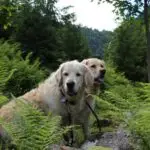 Cooper und Pearl