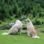 Cooper und Pearl