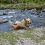 Cooper und Pearl
