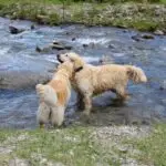 Cooper und Pearl