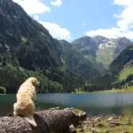Cooper