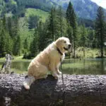 Cooper
