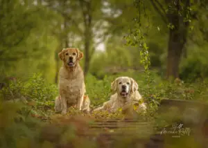 2024-Dogs-Heisterkamp-00103881-Bearbeitet-web
