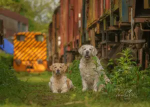 2024-Dogs-Heisterkamp-00103900-Bearbeitet-web