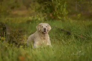 2024-Dogs-Heisterkamp-00103919-web