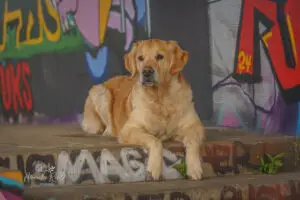 2024-Dogs-Heisterkamp-00103940-web