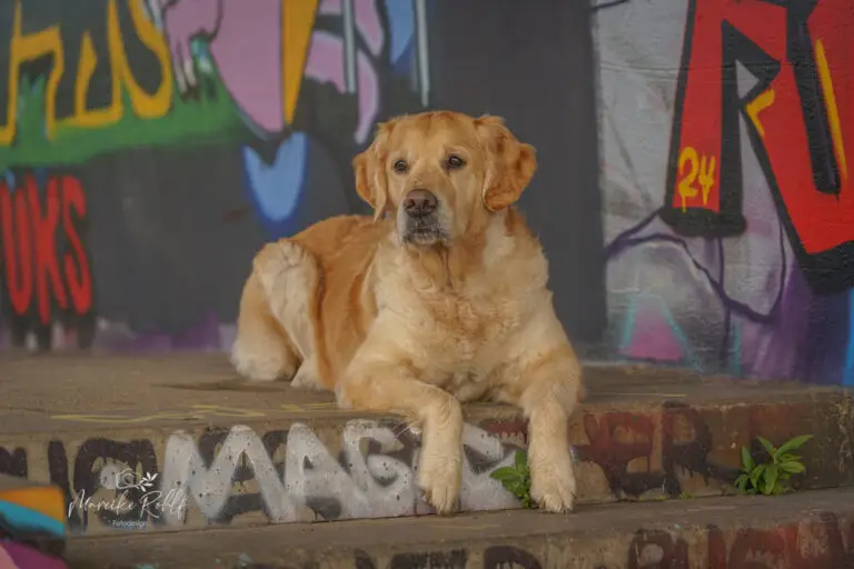 2024-Dogs-Heisterkamp-00103940-web