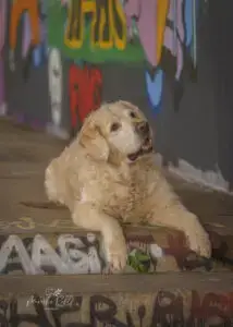 2024-Dogs-Heisterkamp-00103960-web