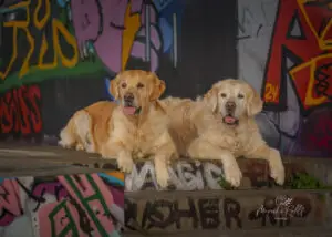 2024-Dogs-Heisterkamp-00103969-Bearbeitet-web