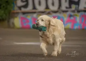 2024-Dogs-Heisterkamp-00104059-Bearbeitet-web