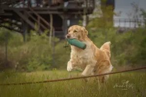 2024-Dogs-Heisterkamp-00104146-web
