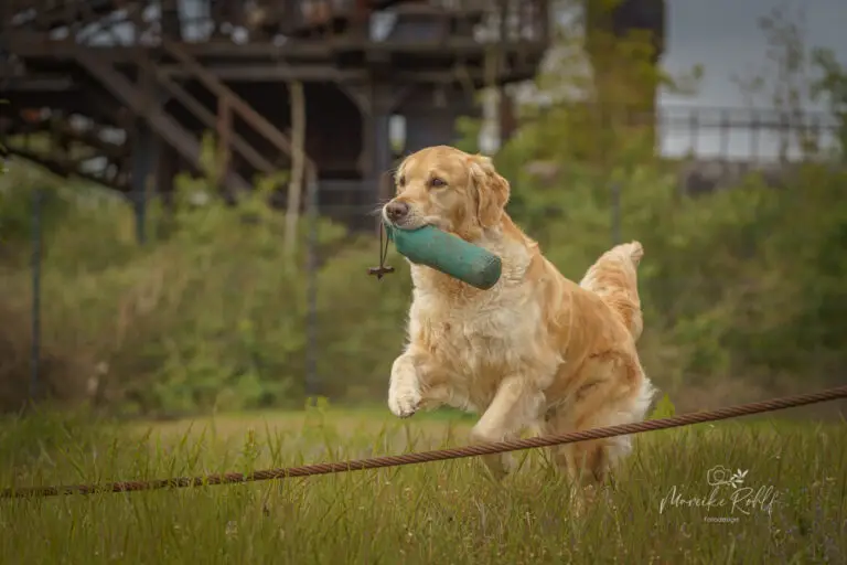 2024-Dogs-Heisterkamp-00104146-web