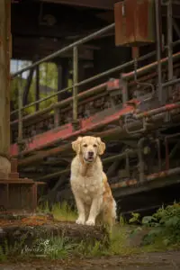 2024-Dogs-Heisterkamp-00104160-web