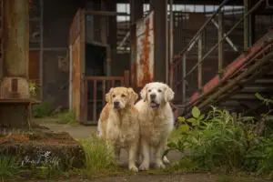 2024-Dogs-Heisterkamp-00104191-web