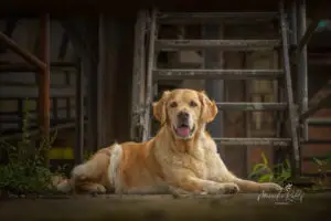 2024-Dogs-Heisterkamp-00104204-web