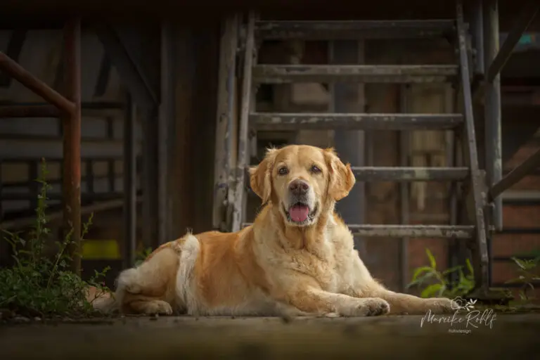 2024-Dogs-Heisterkamp-00104204-web