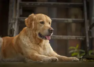 2024-Dogs-Heisterkamp-00104206-Bearbeitet-web