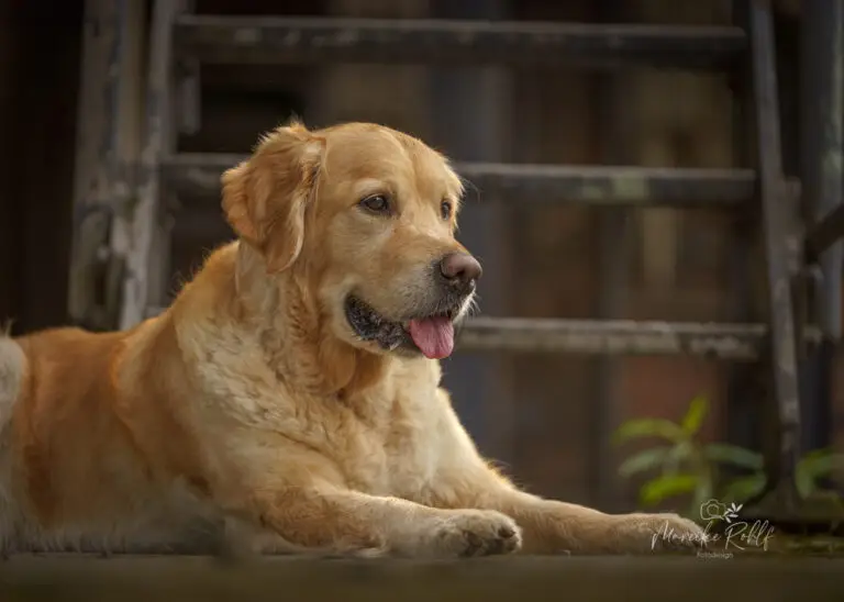 2024-Dogs-Heisterkamp-00104206-Bearbeitet-web