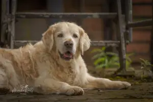 2024-Dogs-Heisterkamp-00104223-web