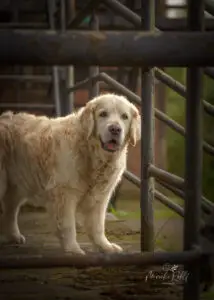 2024-Dogs-Heisterkamp-00104232-Bearbeitet-web