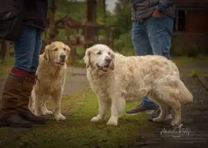 2024-Dogs-Heisterkamp-00104237-Bearbeitet-web