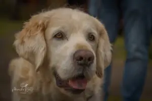 2024-Dogs-Heisterkamp-00104246-web