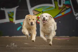 2024-Dogs-Heisterkamp-00104090-Verbessert-RR-web