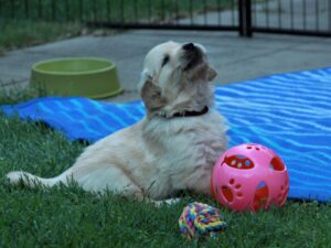 IMG_5134-scaled